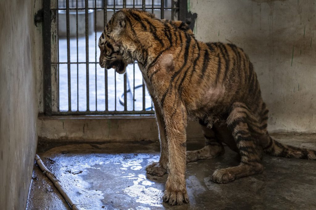 Emaciated-elderly-tiger-Salamas.3-Credit_-WFFT_Amy-Jones-1024x683.jpg